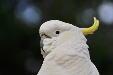 cacatoès à huppe jaune 4