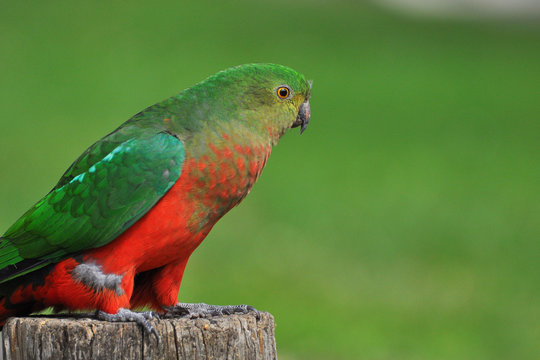 perruche royale australienne 6