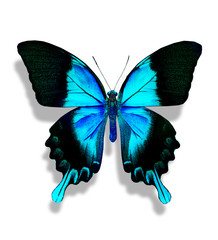 Blue butterfly , isolated on white