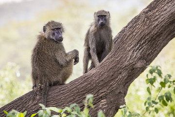 Obraz premium Baboon - Tarangire National Park - Wildlife Reserve in Tanzania,