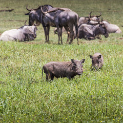 Warthogs near a water hole,Tarangire national park,Tanzania