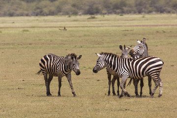 Fototapeta na wymiar Zebra in the grass, Ngorongoro Crater, Tanzania.