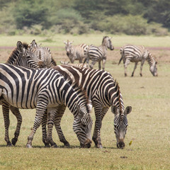 Naklejka na ściany i meble Zebra in the grass, Ngorongoro Crater, Tanzania.