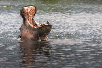 Fototapeta premium Hippopotamus in Ngorongoro Crater, Nature Reserve in Tanzania
