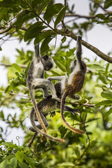 Endangered Zanzibar red colobus monkey (Procolobus kirkii), Joza