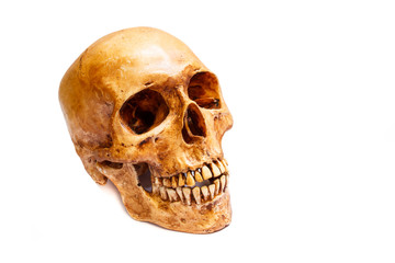 Human skull.
