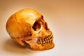 Human skull.