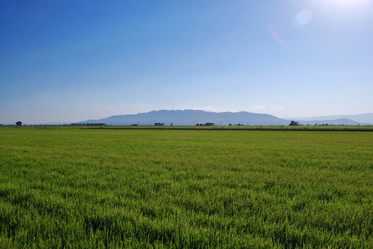 Delta de l'Ebre et rizi&egrave;res