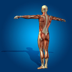 Conceptual 3D human man health anatomy