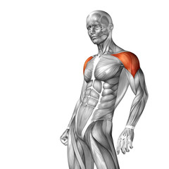 Obraz premium Conceptual 3D anatomy muscle isolated