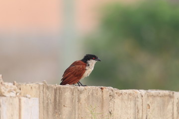 Senegal Coucal (Centropus senegalensis) in Ghana