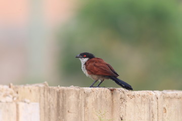 Senegal Coucal (Centropus senegalensis) in Ghana