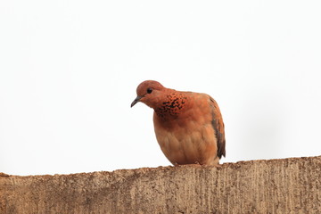 Laughing Dove (Spilopelia senegalensis) in Ghana