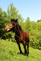 Horse on a leash in the mountain