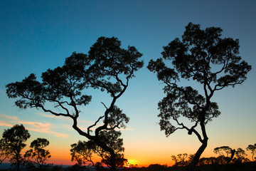 sunset tropical tree savanna