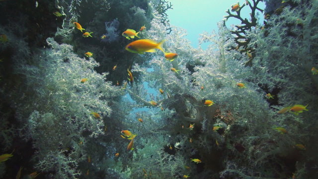 Tropical Anthias fish with net fire corals