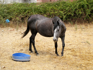 young brown / black horse in a field of dry grass