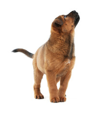 Cute puppy isolated on white