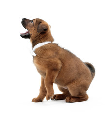 Cute puppy with bow-tie isolated on white