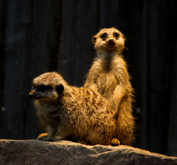 Suricata suricatta