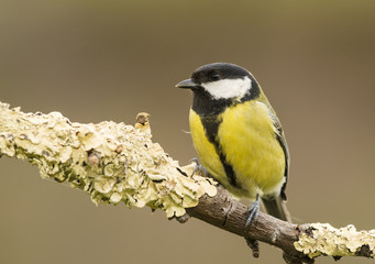 Pájaro en la naturaleza
