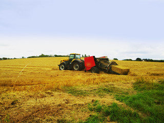 Obraz premium harvest