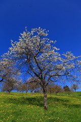 Obraz premium Kirschblüte