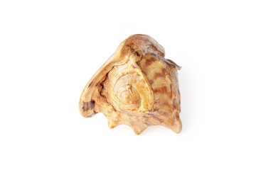 sea shell