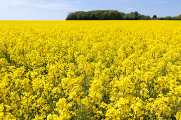 Obraz premium Rapeseed field
