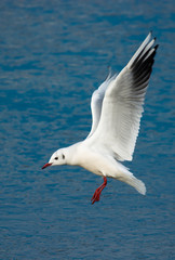 Möwe über gefrorenem See