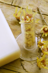 Chimonanthus Calicanto Wintersweet Химонант 蜡梅属