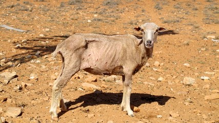 sheep at Gnaraloo Station, West Australia