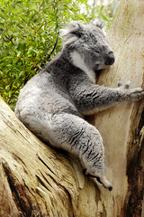 Obraz premium Koalabär