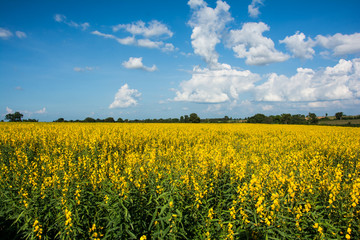 Obraz premium The farm of Crotalaria Juncea flower which use for soil improvem