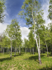Obraz premium Image of a landscape with birch forest in Bavaria