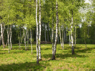 Naklejka premium Birch Forest