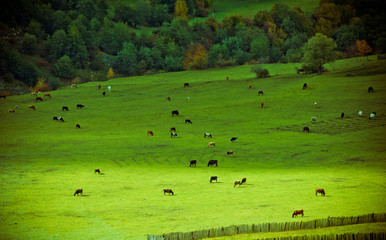 Fototapeta na wymiar Alpine pastures and cows