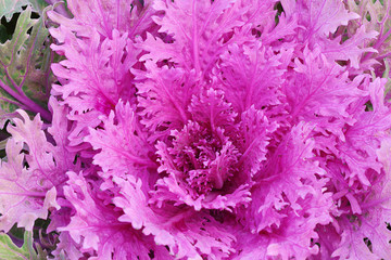 Ornamental cabbage