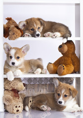 Obraz premium Pembroke Welsh Corgi puppy