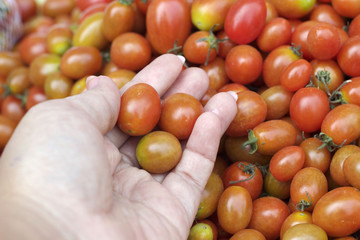 Red tomatoes