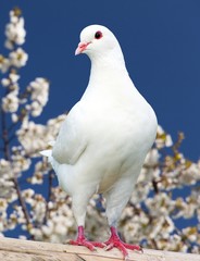 one white pigeon on flowering background