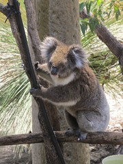 koala Bar