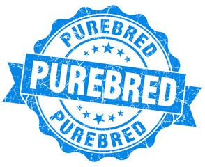 Fototapeta premium purebred blue grunge seal isolated on white