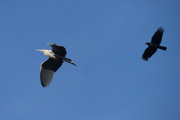 Grey Heron, Ardea cinerea