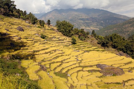 golden rice field in Nepal
