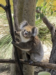 koala