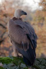 Der Geier auf der Mauer im Park