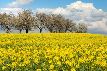 field of rapeseed with beautiful cloud