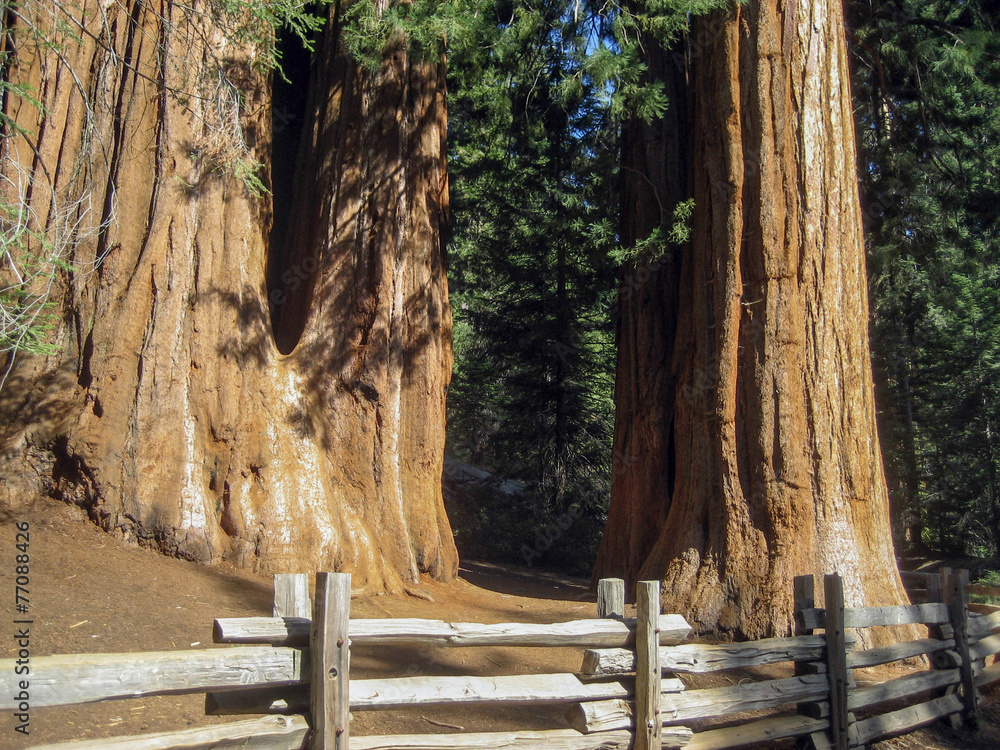 Wall mural giant sequoia tree trunk