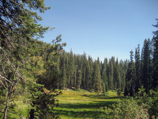 Fototapeta na wymiar Lea in Sequoia National Park